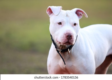 Beautiful White Pure Breed Pitbull