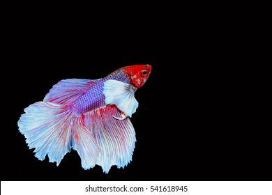 Beautiful White Purple Color Half Moon Beta Fish Or Siamese Fighting Fish Isolate Wallpaper On Black Background 
