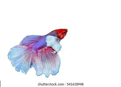 Beautiful White Purple Color Half Moon Beta Fish Or Siamese Fighting Fish Isolate Wallpaper On White Background 
