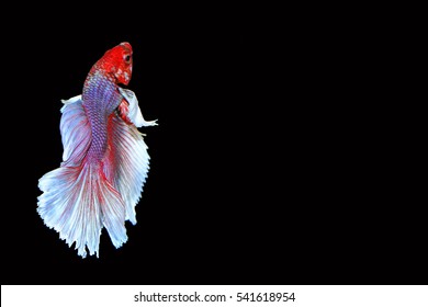 Beautiful White Purple Color Half Moon Beta Fish Or Siamese Fighting Fish Isolate Wallpaper On Black Background 
