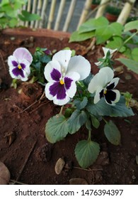 Beautiful white purple colour flowers - Shutterstock ID 1476394397
