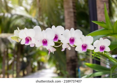 Beautiful White And Purple Orchid Flower Bloom On Commensalism Big Tree With Sunlight In The Garden On Blur Nature Background.