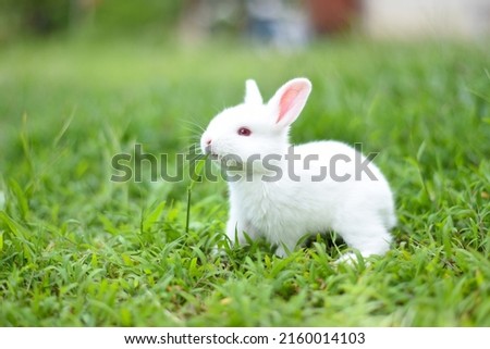 beautiful white rabbit is eating grass in the field.white rabbit in the garden.