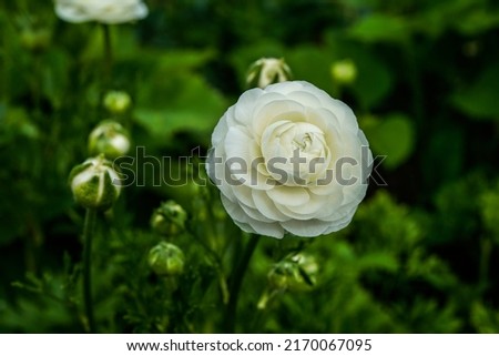Beautiful, white ranunculus flower growing in an outdoor flower garden. Many buds surround this isolated flower.