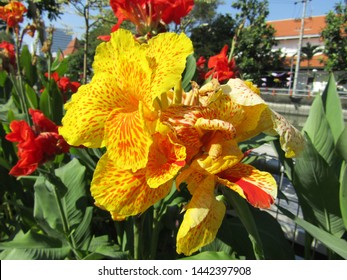 Unduh 990+ Background Bunga Lily Kuning Gratis Terbaik