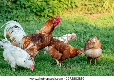 Similar – Chickens on meadow. Food