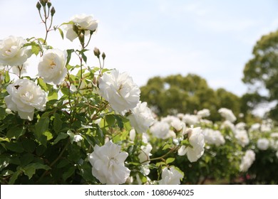 Beautiful White Rose