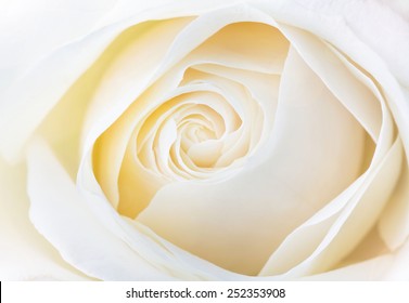 Beautiful White Rose Close Up Image