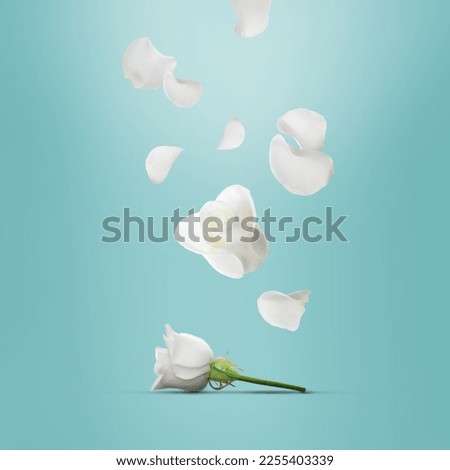 Beautiful white rose flowers and petals falling on turquoise background
