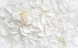 Beautiful White Rose And Petals On White Background. Ideal For Greeting Cards For Wedding, Birthday, Valentine's Day, Mother's Day