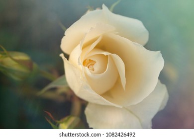 Beautiful white rose in soft pastel colors.