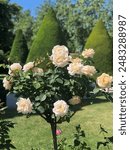 Beautiful white roses in the garden of the Musée Rodin in Paris, France