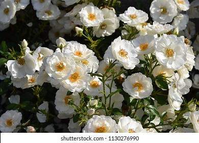 veslo kilometara na  Rose Collection Hella Korditwol White Roses Stock Photo 1133412098 |  Shutterstock