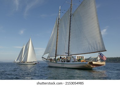 sailboats and seashells white