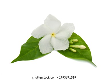 beautiful white sampaguita flower isolated on white background - Shutterstock ID 1793671519