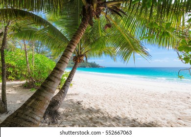 Beautiful white sand beach wiht palm trees.