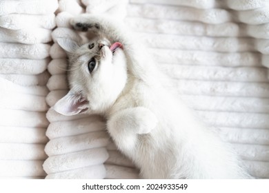 beautiful white scottish kitten on a white plush blanket. High quality photo