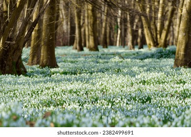 Beautiful white shiny snowdrop flowers (Galanthus) cover a woodland floor in spring, England. The sun shines through the leafless trees highlighting the gorgeous sea of snowdrops on the woodland floor