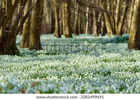 Beautiful white shiny snowdrop flowers (Galanthus) cover a woodland floor in spring, England. The sun shines through the leafless trees highlighting the gorgeous sea of snowdrops on the woodland floor