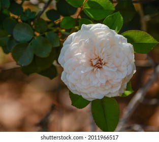 Beautiful White Shrub Rose In The Santa Clara River Valley, Fillmore, California