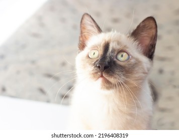 Beautiful White Siamese Cat Portrait Little Kitty 