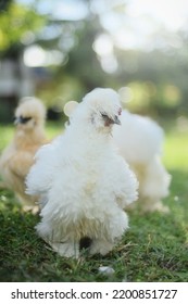 Beautiful White Silkie Bantam Chickens 