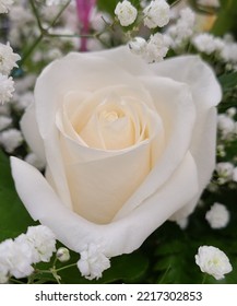Beautiful White Single Rose Pedals
