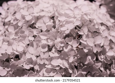 Beautiful White Smooth Hydrangea In Bloom.