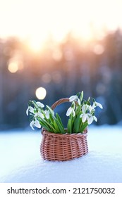 Beautiful white snowdrops flowers in wicker basket on snow, sunny abstract winter background. Gentle spring landscape. snowdrops - symbol of early spring season