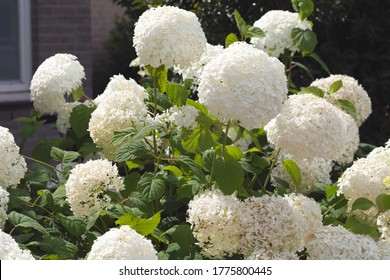 Beautiful White Spherical 