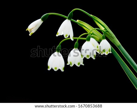 Similar – Vier Anemonen-Sylvestris