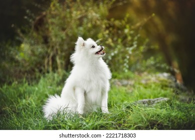 Beautiful White Spitz Walking In Autumn