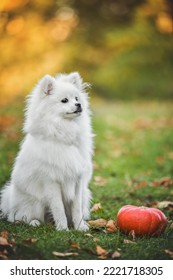 Beautiful White Spitz Walking In Autumn