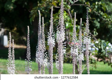 Beautiful White Squill