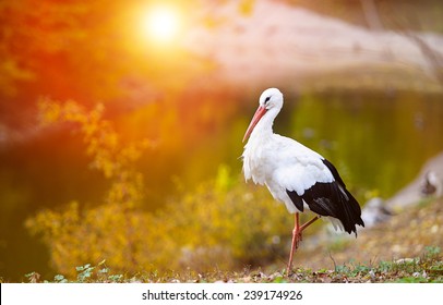 Beautiful White Stork