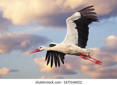 Beautiful white stork (Ciconia ciconia) in flight with a cloudy sky background. Portrait of a flying bird with vibrant colours.  