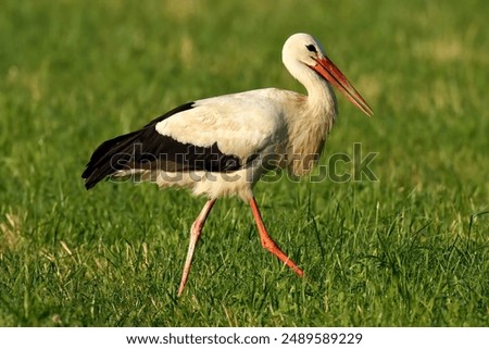 Similar – Foto Bild Storch auf grünem Rasen