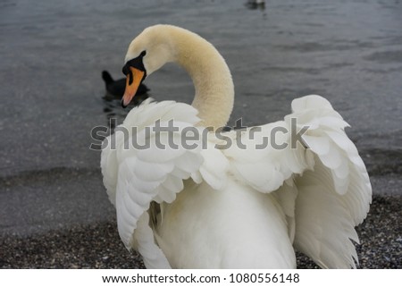 beautiful white swan back view with opened wings