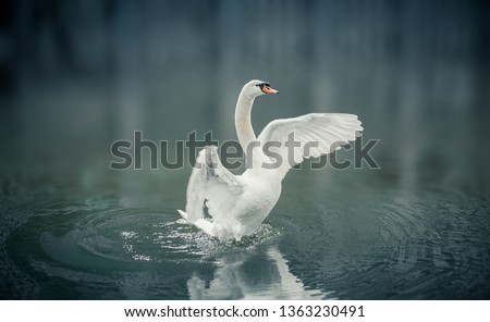 Beautiful white swan is going to fly up  from lake.