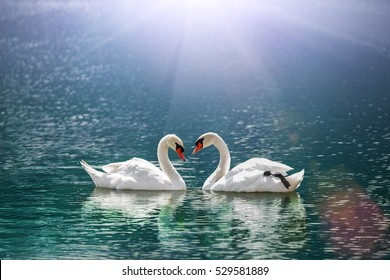 beautiful white swan in heart shape on lake in flare light  .Love bird and Valentine's day  concept