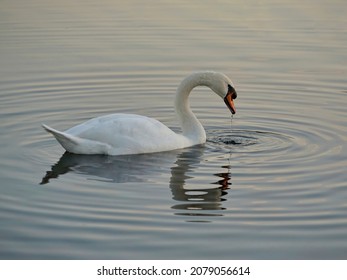 A beautiful white swan on the water with a reflection on the surface, water dripping from its beak