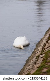 Beautiful White Swan Photo Swimming