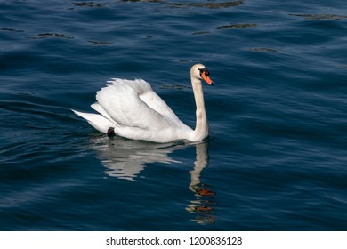 beautiful white swan swimming calmy in lake lucerne switzerland