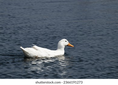 Beautiful white swan swimming in the water. Used selective focus - Powered by Shutterstock