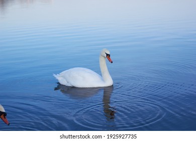 白鳥 の画像 写真素材 ベクター画像 Shutterstock