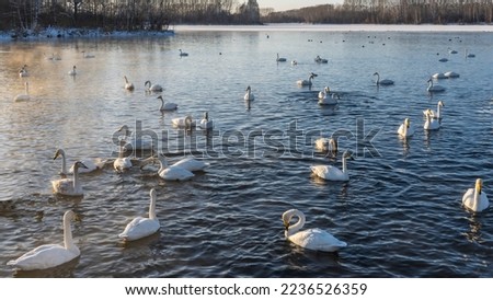 Beautiful white swans swim in a non-freezing lake. Golden steam over blue water. Bare trees on snow-covered shores. Evening golden hour. Altai. Lake Svetloye