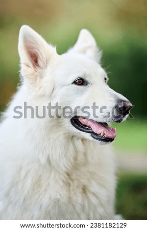 Beautiful White Swiss Shepherd Dog with blurred green background. Portrait of a dog with tongue