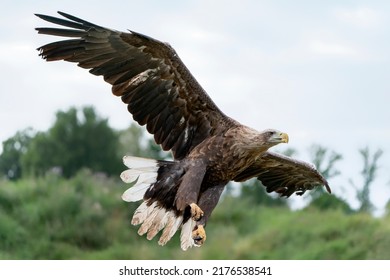  Beautiful White Tailed Eagle (Haliaeetus albicilla) in flight. Also known as the ern, erne, gray eagle, Eurasian sea eagle and white-tailed sea-eagle.              