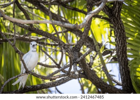 A beautiful white tern sea bird on the island of Rangiroa. 
