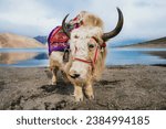 Beautiful White tibetan yak closeup shot, the friendly long-haired bovine beside Pangong Lake India